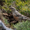 Pevuska podhorni - Kreta 7463